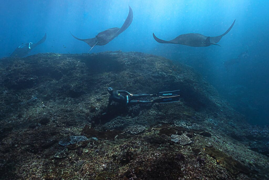 manta rays