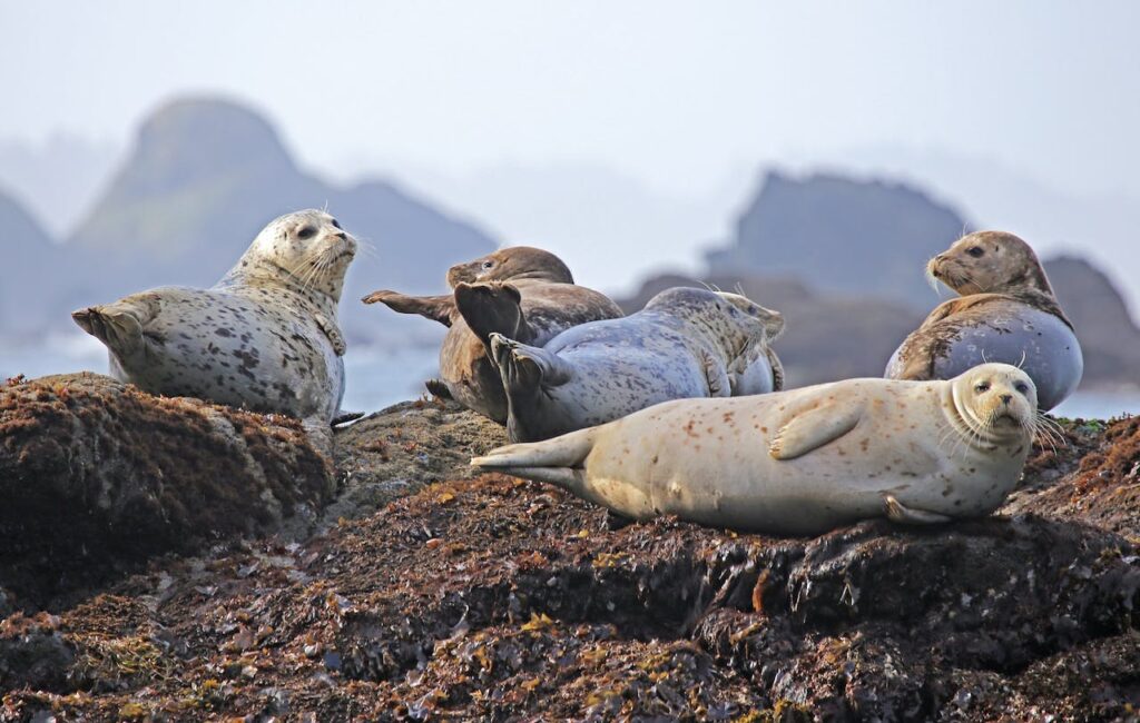 seals