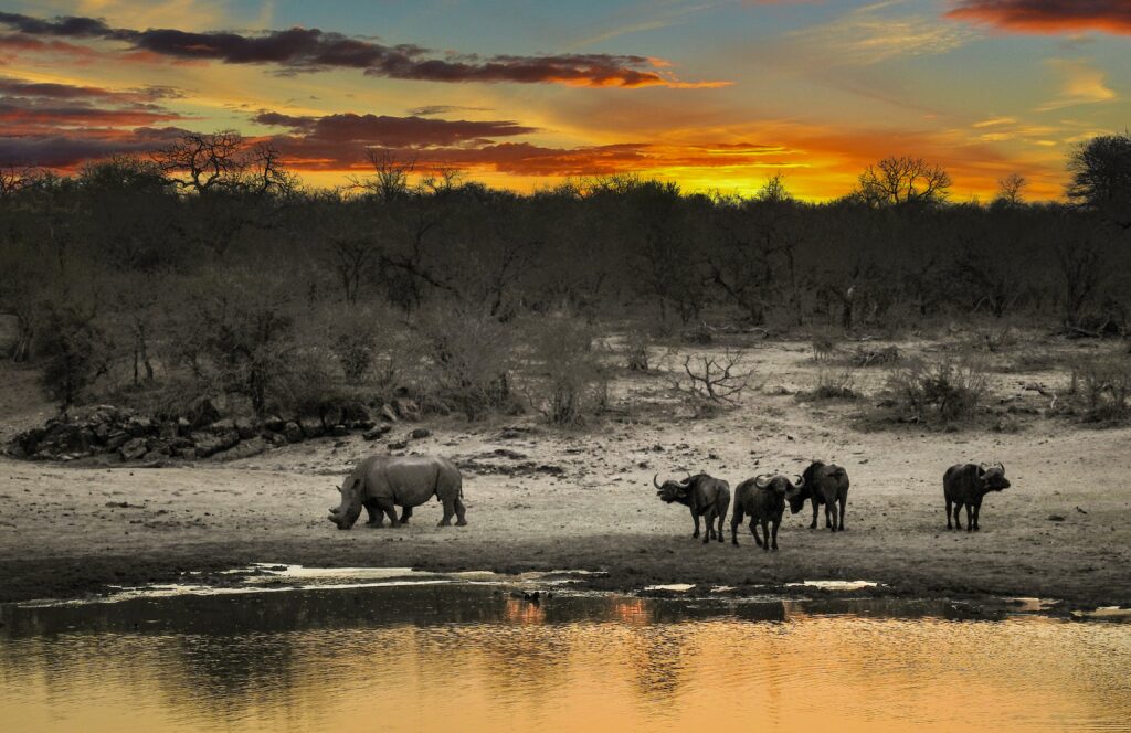 Safaris in Lesser-Known National Parks