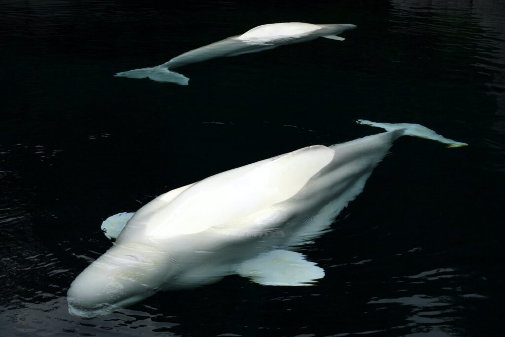 Wildlife in Canada's Arctic-beluga whales