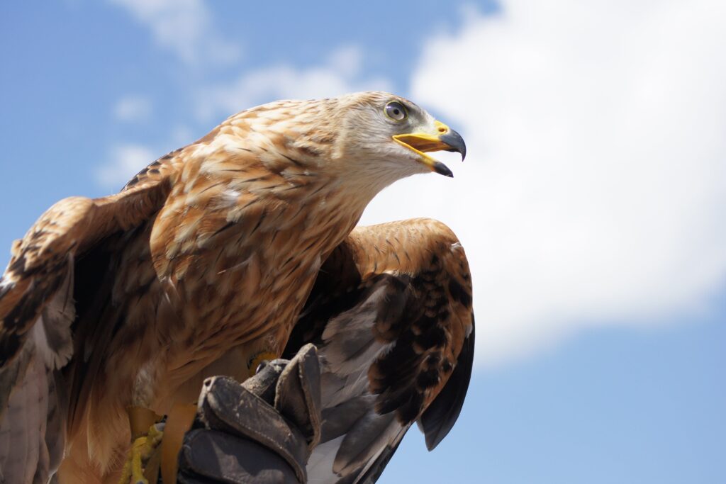 golden eagle