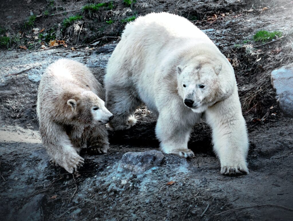 Wildlife in Canada's Arctic-polar bears